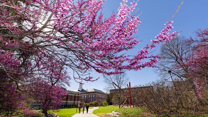 Pink blooms adorn the campus in April.